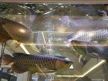 龍魚好養(yǎng)嗎,要求高嗎：關(guān)于龍魚飼養(yǎng)的一些詳細(xì)信息 龍魚好養(yǎng)嗎,要求高嗎：關(guān)于龍魚飼養(yǎng)的一些詳細(xì)信息 龍魚百科 第5張