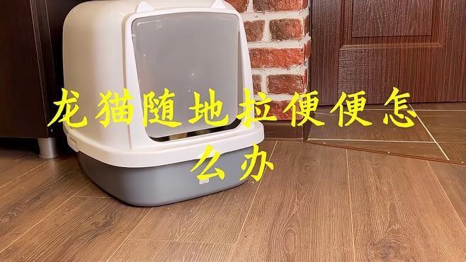 龍貓排便訓(xùn)練需要多長(zhǎng)時(shí)間？ 龍貓排便訓(xùn)練需要多長(zhǎng)時(shí)間？ 龍魚百科 第1張