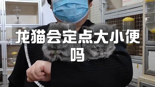 龍貓排便訓(xùn)練需要多長(zhǎng)時(shí)間？ 龍貓排便訓(xùn)練需要多長(zhǎng)時(shí)間？ 龍魚百科 第2張