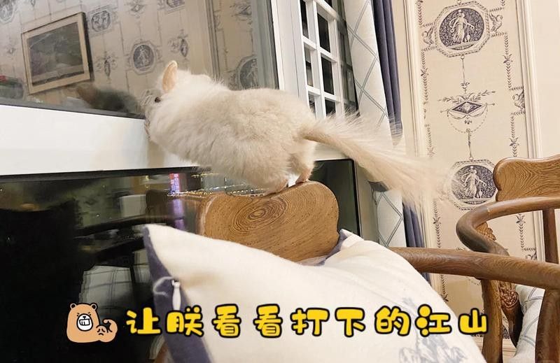 龍貓排便訓(xùn)練需要多長(zhǎng)時(shí)間？ 龍貓排便訓(xùn)練需要多長(zhǎng)時(shí)間？ 龍魚百科 第9張