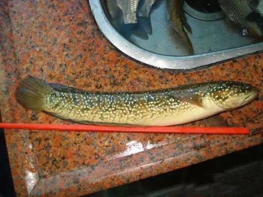 七星魚是雷龍魚嗎（七星魚與雷龍魚的區別）