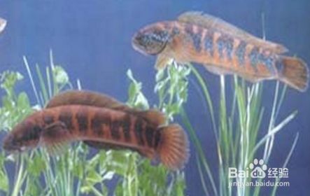 七星魚是雷龍魚嗎（七星魚與雷龍魚的區別）
