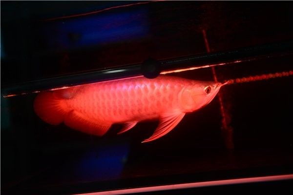 龍魚發貨前停食多少天