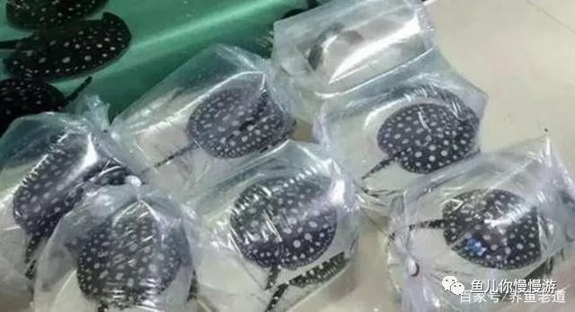 龍魚發貨前停食多少天