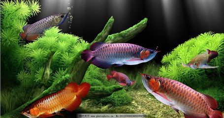 養金龍魚可以放水草嗎：養金龍魚可以放水草嗎，養金龍魚是否可以放水草嗎