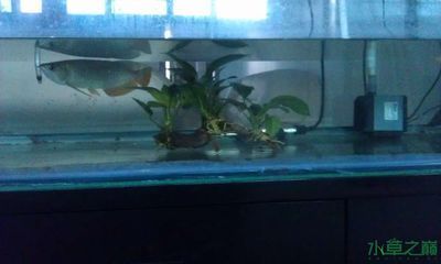 養金龍魚可以放水草嗎：養金龍魚可以放水草嗎，養金龍魚是否可以放水草嗎