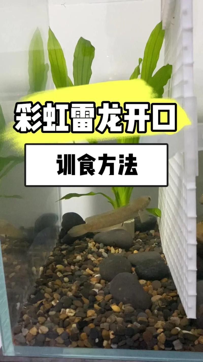 彩虹雷龍魚怎么分公母圖片