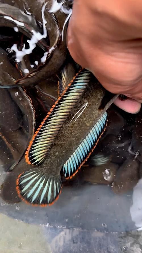 彩虹雷龍魚怎么分公母圖片