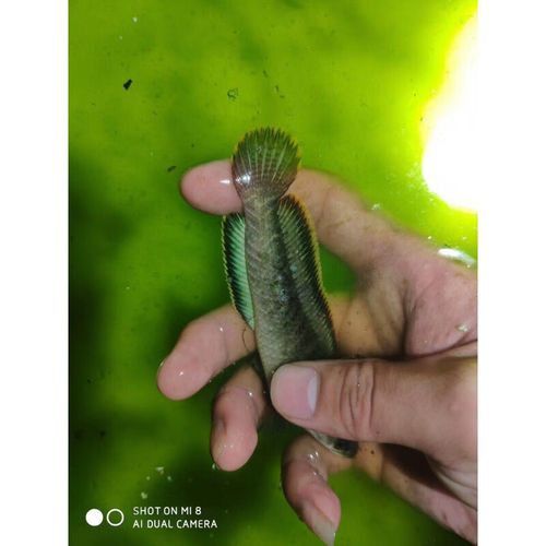 彩虹雷龍魚怎么分公母圖片