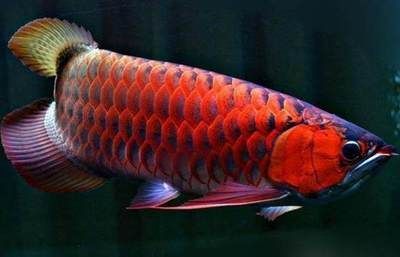 紅龍魚最大能長多大【紅龍魚生長極限】