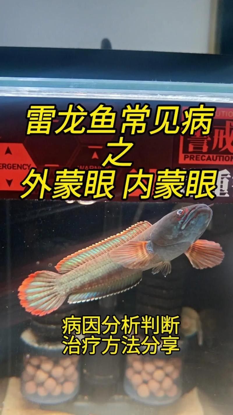 雷龍魚蒙眼能自愈嗎圖片