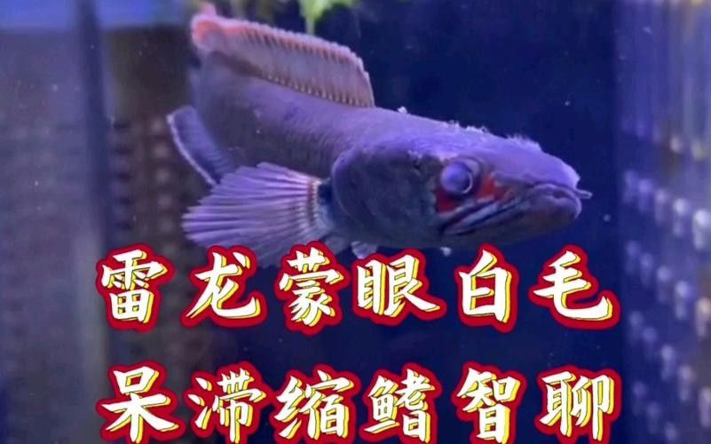 雷龍魚蒙眼能自愈嗎圖片
