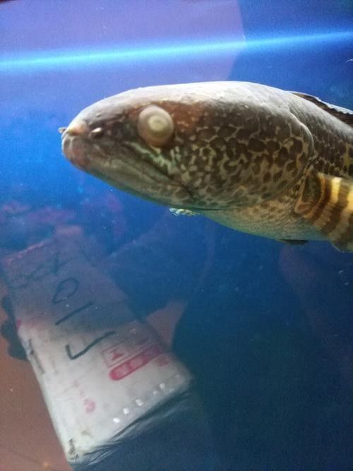 雷龍魚蒙眼能自愈嗎圖片