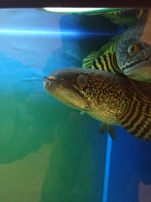 雷龍魚蒙眼能自愈嗎圖片