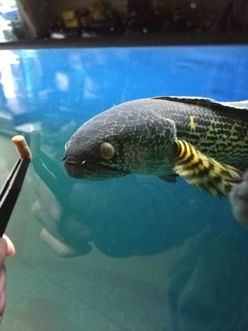 雷龍魚蒙眼能自愈嗎圖片
