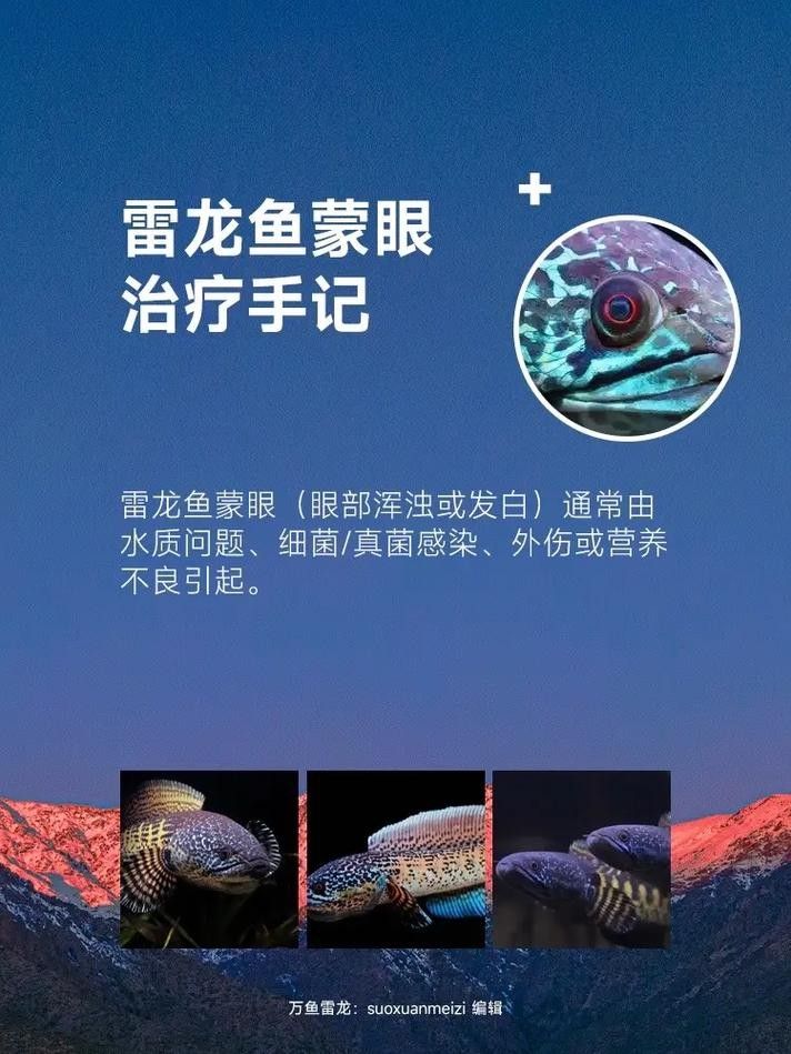 雷龍魚蒙眼能自愈嗎圖片