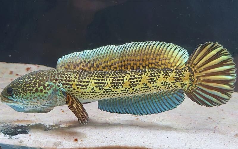 雷龍魚蒙眼能自愈嗎圖片