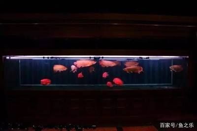 龍魚和鸚鵡混養用什么燈光？：龍魚和鸚鵡魚混養飼料選擇混養魚缸布置建議