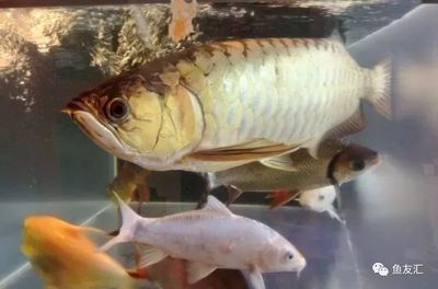 金龍魚苗吃什么食物長得快些：金龍魚吃什么食物長得快些