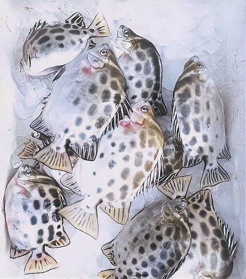 金鼓魚的功效與作用