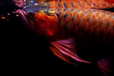 黑魚 魚缸 龍魚能長多大呢