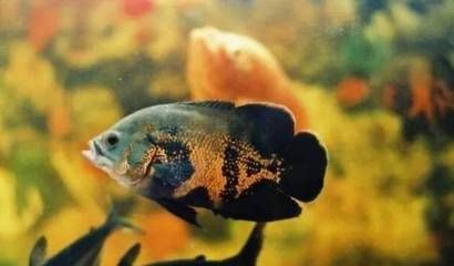龍魚(yú)可以喂魚(yú)肉嗎怎么喂（如何判斷龍魚(yú)是否可以喂食魚(yú)肉） 龍魚(yú)可以喂魚(yú)肉嗎怎么喂（如何判斷龍魚(yú)是否可以喂食魚(yú)肉） 龍魚(yú)百科 第4張