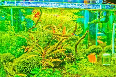 紅龍魚缸背景圖哪個好看點（紅龍魚缸用什么背景顏色比較好）