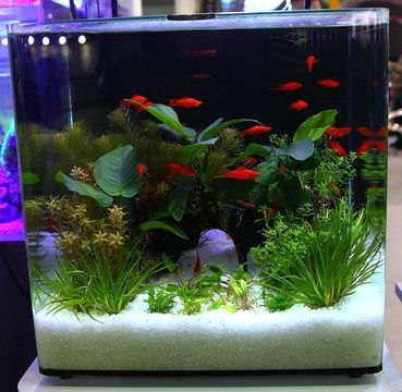 紅龍魚缸背景圖哪個好看點（紅龍魚缸用什么背景顏色比較好）
