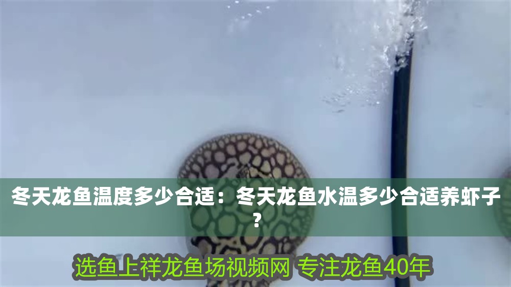 冬天龍魚溫度多少合適：冬天龍魚水溫多少合適養蝦子？