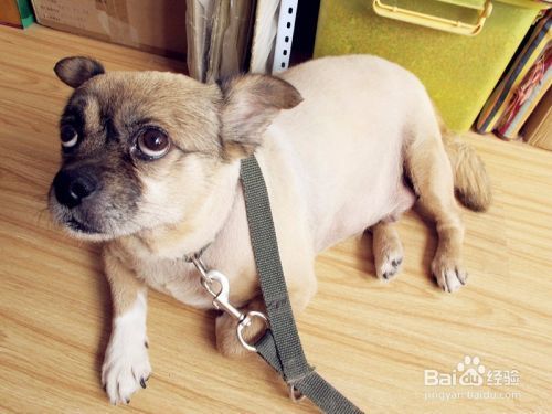 龍魚的選擇與鑒賞論文:龍魚市場價(jià)值分析,龍魚市場價(jià)值分析龍魚疾病預(yù)防指南 龍魚百科 第1張 龍魚的選擇與鑒賞論文:龍魚市場價(jià)值分析,龍魚市場價(jià)值分析龍魚疾病預(yù)防指南 龍魚的選擇與鑒賞論文:龍魚市場價(jià)值分析,龍魚市場價(jià)值分析龍魚疾病預(yù)防指南 龍魚百科 第1張