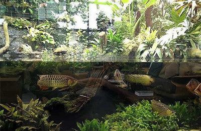 新加坡寶石龍魚（新加坡寶石龍魚是一種適合初學者飼養的淡水觀賞魚）