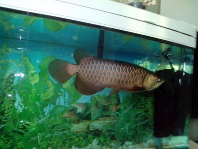 新加坡寶石龍魚(yú)（新加坡寶石龍魚(yú)是一種適合初學(xué)者飼養(yǎng)的淡水觀賞魚(yú)）
