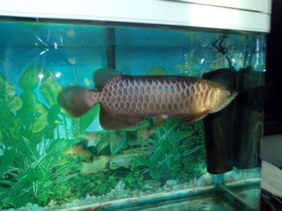 新加坡寶石龍魚（新加坡寶石龍魚是一種適合初學者飼養的淡水觀賞魚）