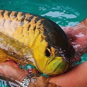 新加坡寶石龍魚（新加坡寶石龍魚是一種適合初學者飼養的淡水觀賞魚）