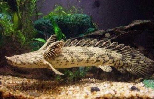 野生恐龍魚(yú)和人工恐龍魚(yú)