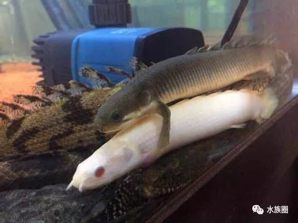 野生恐龍魚(yú)和人工恐龍魚(yú)