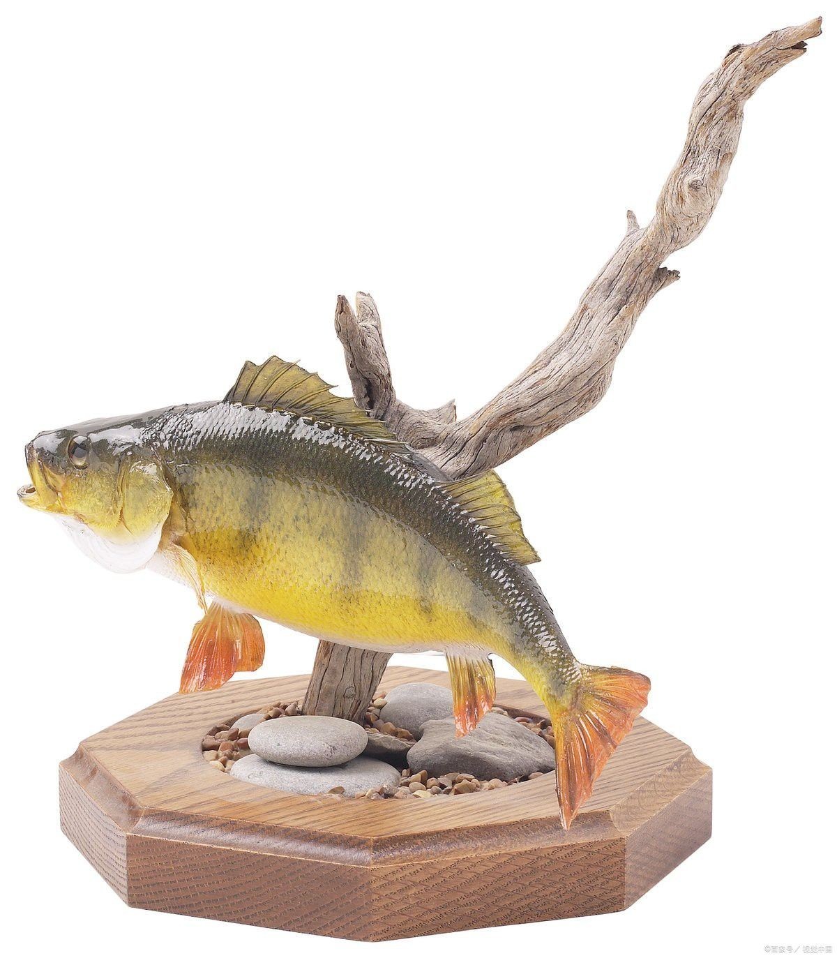 野生恐龍魚(yú)和人工恐龍魚(yú)