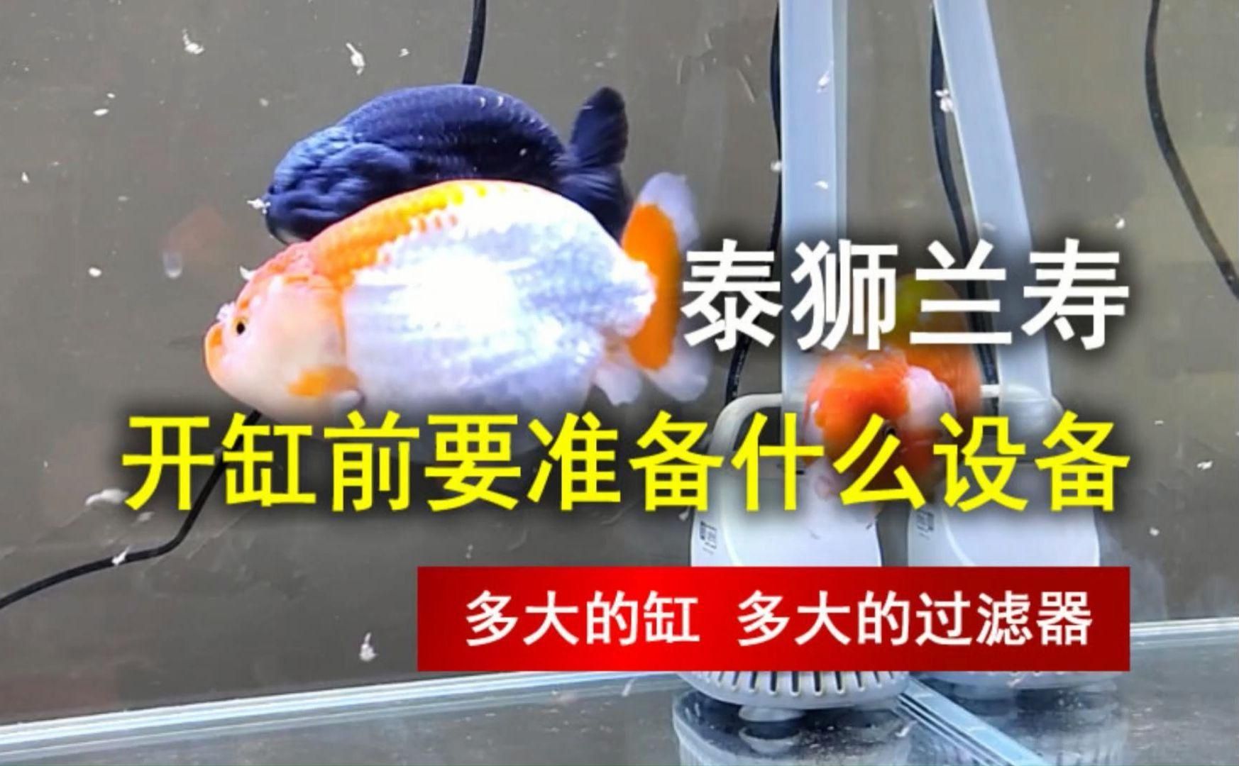 金魚飼養需要哪些設備？