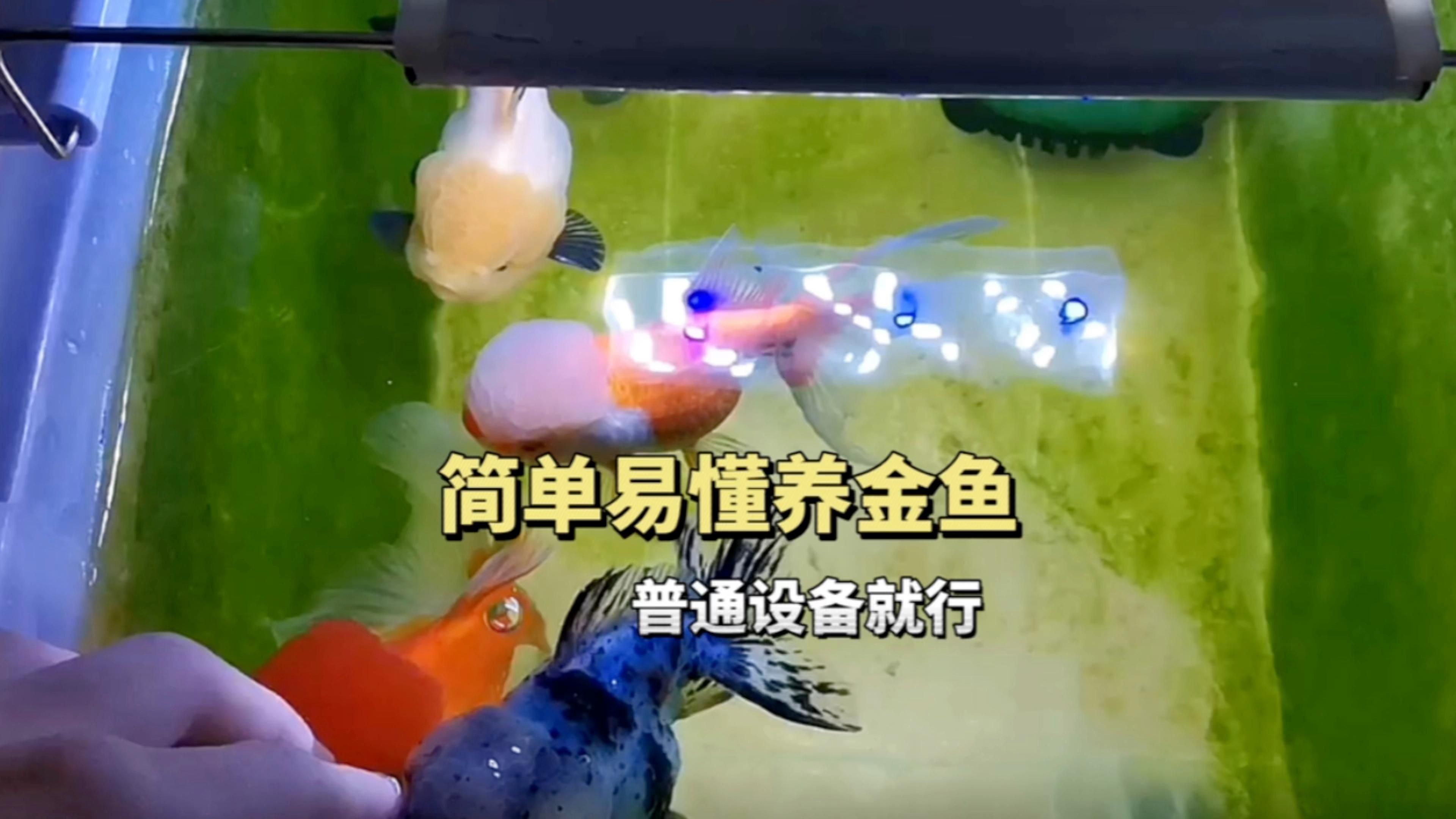 金魚飼養需要哪些設備？