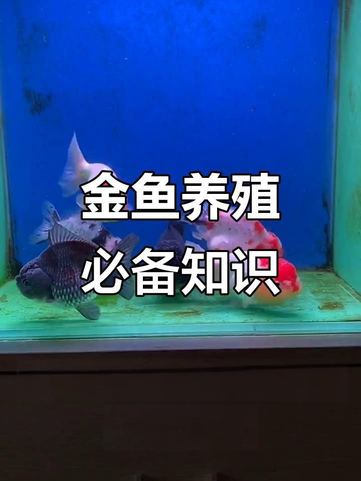 金魚飼養需要哪些設備？