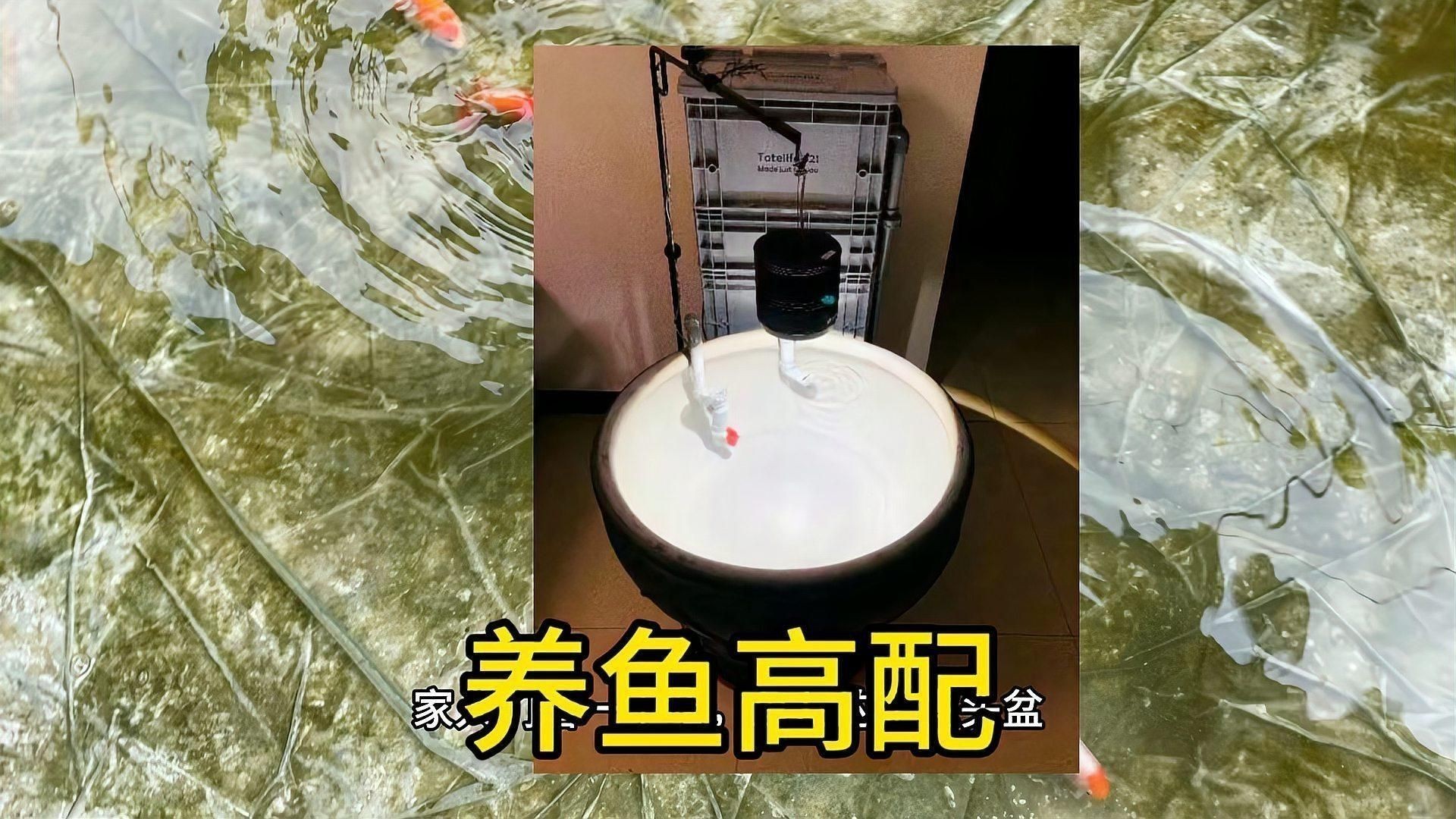 金魚飼養需要哪些設備？