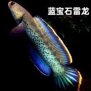 幻彩藍寶石雷龍魚缸大小的飼養技巧雷龍魚的飼養技巧：幻彩藍寶石雷龍魚的飼養