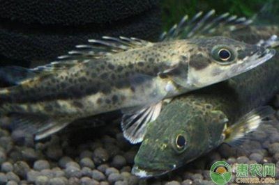 黃龍魚淡水【黃龍魚淡水養殖】