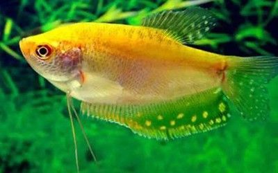 黃龍魚淡水【黃龍魚淡水養殖】