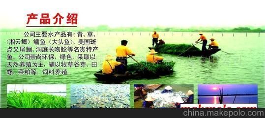 黃龍魚(yú)淡水【黃龍魚(yú)淡水養(yǎng)殖】