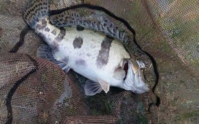 黃龍魚(yú)淡水【黃龍魚(yú)淡水養(yǎng)殖】