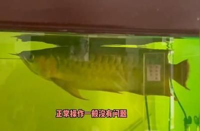 龍魚夏天不加熱可以嗎（夏天養龍魚需要加熱棒嗎？）