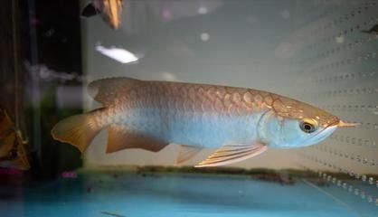 龍魚夏天不加熱可以嗎（夏天養龍魚需要加熱棒嗎？）