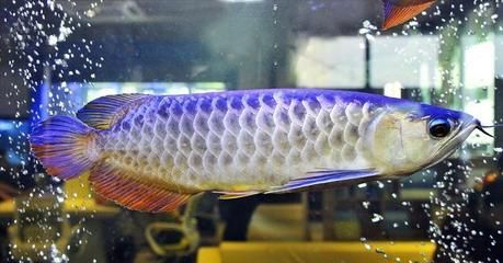 龍魚夏天不加熱可以嗎（夏天養龍魚需要加熱棒嗎？）
