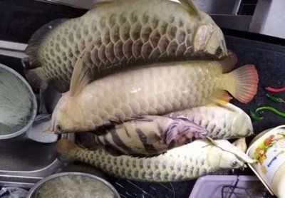 龍魚夏天不加熱可以嗎（夏天養龍魚需要加熱棒嗎？）